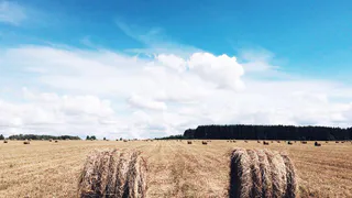Instagram рязанцев: тюки, акварель, панорама 