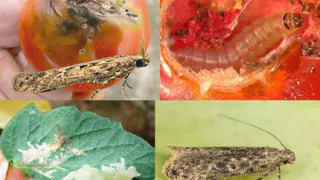 Турецкие помидоры с молью не пропущены на Брянщину