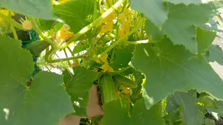 Не знал, как сохранить огурцы свежими. Нашёл способ, и теперь хрустят до Нового года