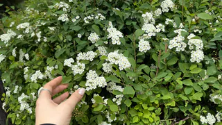 Рязань украшают новыми зелёными насаждениями