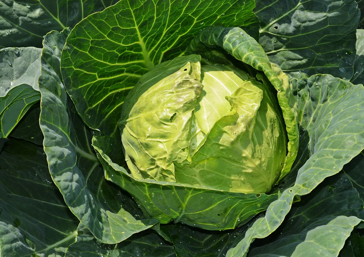 1 стакан на ведро — и капуста вырастет размером с арбуз: кочаны будут мощными и сочными — идеальный подкорм