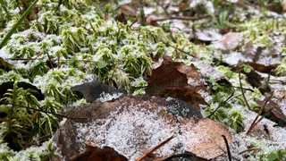 В Коми 19 ноября ожидаются сильные осадки и метель