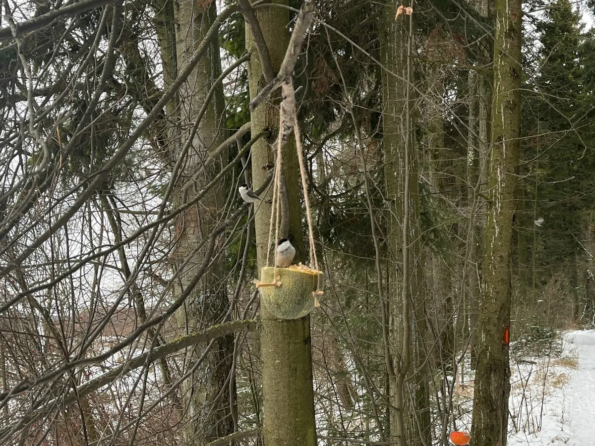 Орнитолог КФУ рассказал, чем кормить зимой птиц