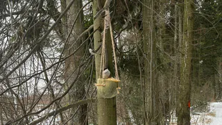 Орнитолог КФУ рассказал, чем кормить зимой птиц