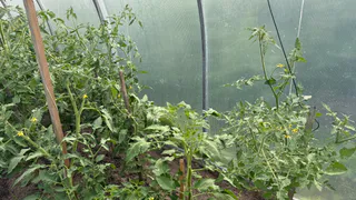 При первых цветках на томатах — использую 1 стакан этого средства: больше ни одного пустоцвета — плоды завязываются нон-стопом