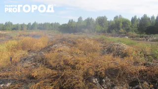 Свалку с тлеющим птичьим пометом ликвидируют к 2020 году