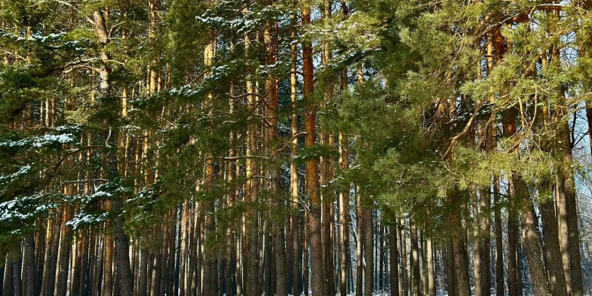 В Рязанской области патрулируют леса