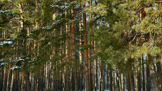 В Рязанской области патрулируют леса