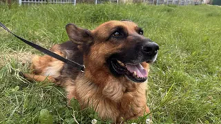 Во Владимире ищут нового хозяина для служебной овчарки Агаты