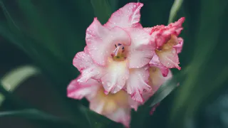 О погоде в Рязани - чем запомнится первая неделя июля