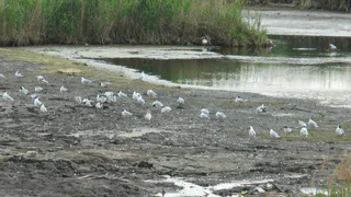 Жители России собрали деньги на экспертизу озера Дикая Утка