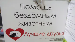 Помочь животным из приюта стало намного проще - волонтеры рассказали как