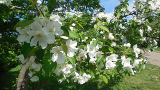 На территории больницы им. Семашко посадят яблоневый сад
