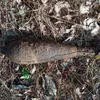В Брянской области спасатели изъяли опасный снаряд времён ВОВ