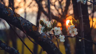 Как спасти вишню после весенних заморозков: советы для садоводов