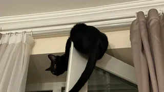 Скучно ли кошке в квартире: пять столпов счастья питомца в доме - многие владельцы даже не догадываются