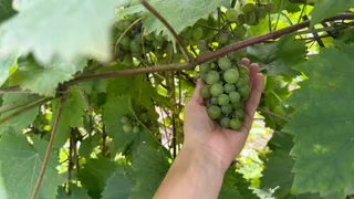 Из стаканчика – в плодоносящий куст: как правильно формировать виноград первые четыре года, чтобы не начинать заново