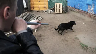 Обвиняется в том, что обрек на мучительную смерть более полутысячи собак в Татарстане