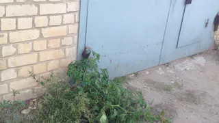 Народное фото. В центре Рязани "колосятся" помидоры