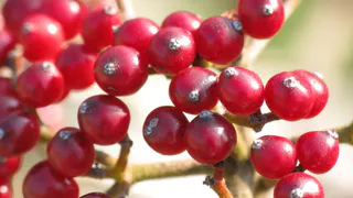 Как правильно хранить клюкву и заготовить её на зиму