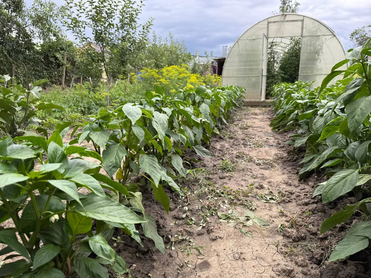 Секрет томатной ботвы: как превратить растительные остатки в пользу для огорода