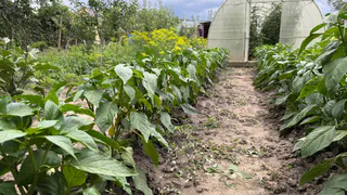 Секрет томатной ботвы: как превратить растительные остатки в пользу для огорода