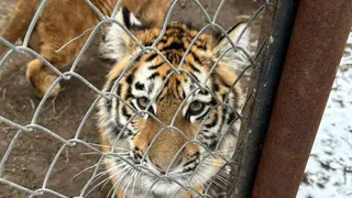 Казанский зоопарк пополнится новыми обитателями