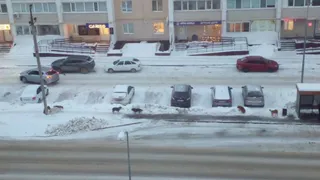 Стая безнадзорных собак нескольких месяцев держит в страхе жителей Тепличного