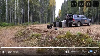 Появилось видео возвращения медвежат в Коми
