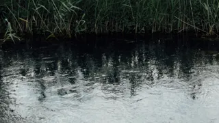 По непонятным причинам на Соловьином пруду Владимира умерли утки