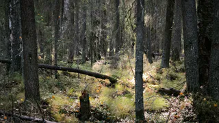 В Коми обнаружен медведь со смертельно опасным заболеванием