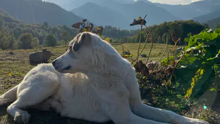 В Пензенской области расширили основания для эвтаназии бездомных животных
