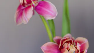 Подкармливаю декабрист в октябре одним средством для пышного цветения. Зимой куст весь в бутонах