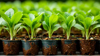 Продавцы рассады на рынках скрывают этот трюк: без него ваши кусты зачахнут за 7 дней 