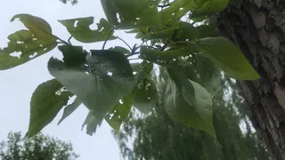 В Рязани наблюдается повышенная активность шелкопрядов