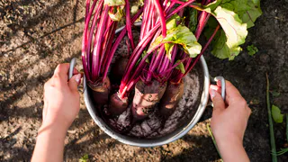 Вырастил ревень — и никакой детокс теперь не нужен: забытая дачная зелень