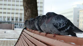 В Чувашии объявили «желтый» уровень опасности из-за аномальных морозов
