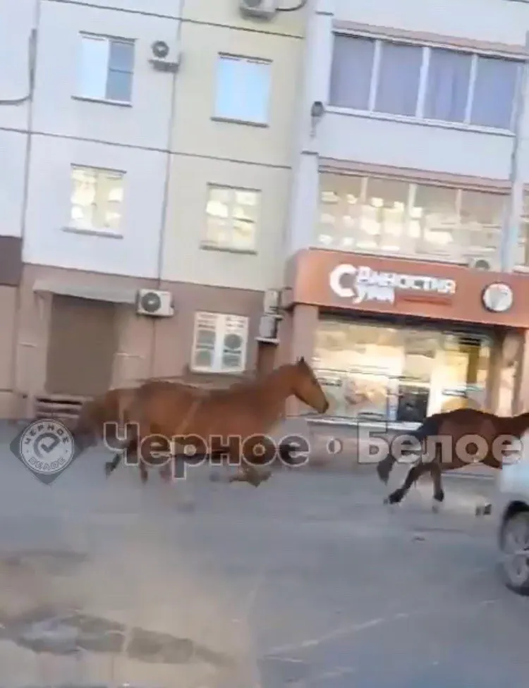 По Магнитогорску пронесся неуправляемый табун лошадей