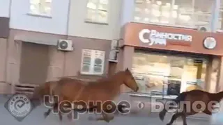 По Магнитогорску пронесся неуправляемый табун лошадей 
