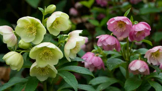 Спасение для тенистого и сырого сада: 4 шикарных многолетника, которые будут цвести там, где другие гибнут