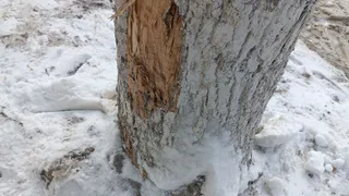 Рязанцы жалуются на поврежденные из-за работы снегоуборочной техники деревья