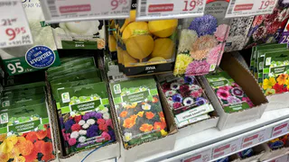 Нашла в Светофоре семена редкого цветка за 114 руб: пришла домой и посадила - довольна покупкой как слон