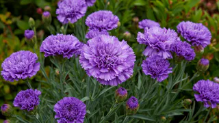 Сад для ленивых: шикарный многолетник, которому не нужен уход - терпит морозы до 40 градусов и цветет с июня