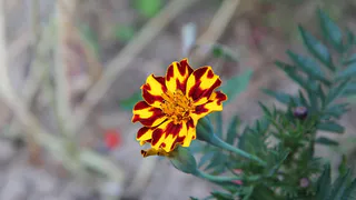 Бархатцы-вредители: высаживаем в эти 5 мест и забываем про плодоносящий огород