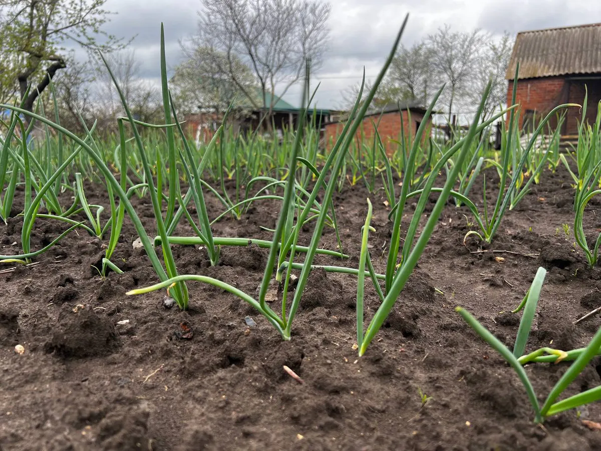Всего 2 ложки в воду — и луковицы размером с арбуз: перья не пожелтеют и не завянут