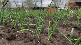 Всего 2 ложки в воду — и луковицы размером с арбуз: перья не пожелтеют и не завянут