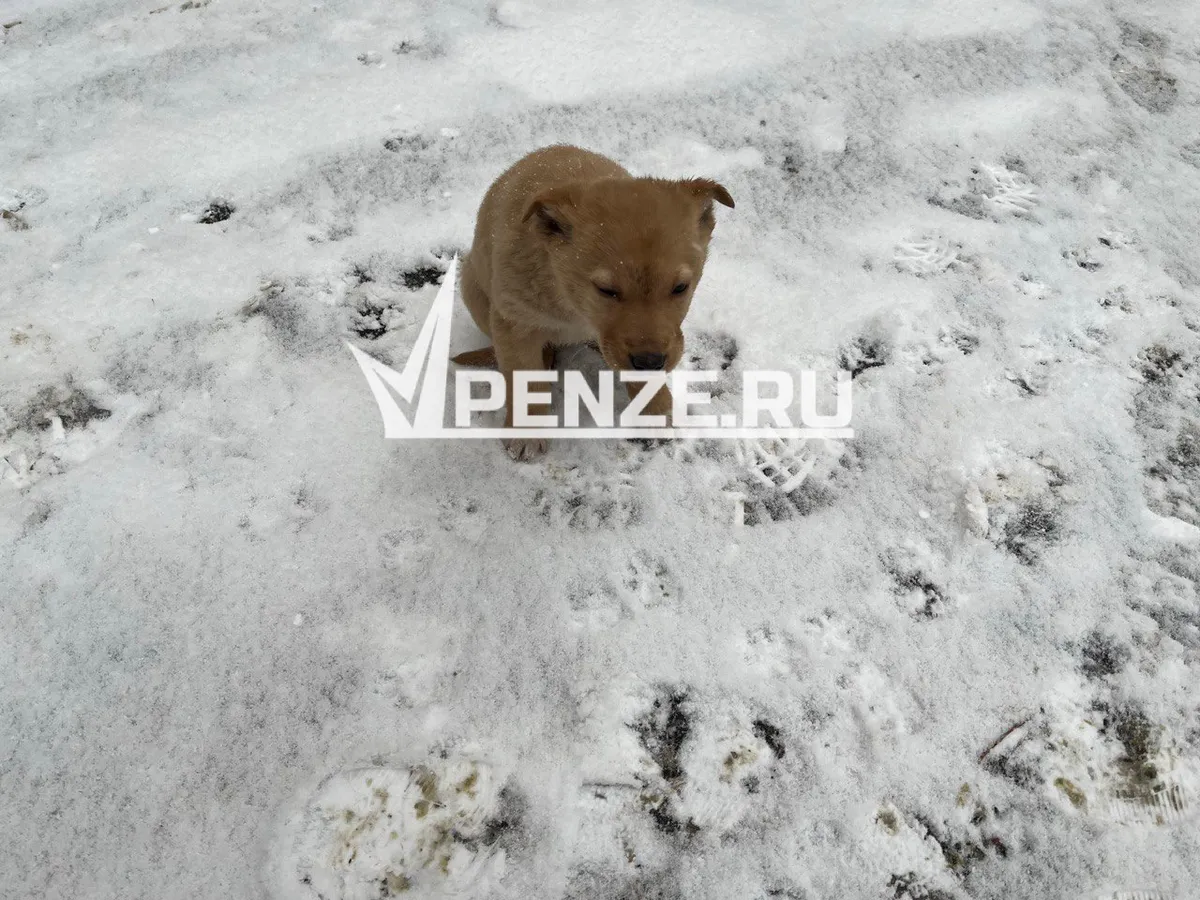 Усыпить и забыть? Российские власти нашли новое решение вопроса с бездомными собаками