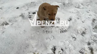 Усыпить и забыть? Российские власти нашли новое решение вопроса с бездомными собаками