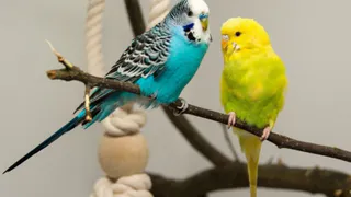 В Брянской области пресечена незаконная перевозка около 800 попугаев