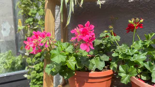 Одна таблетка на литр — и комнатные растения заметно меняются: цветоносы идут один за другим